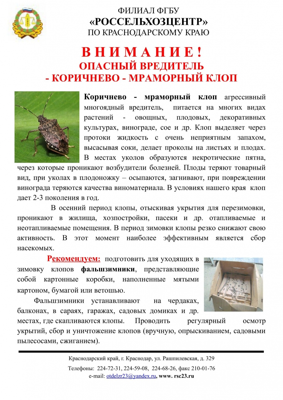 Коричневый мраморный клоп